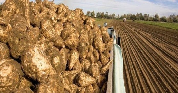 den spernoun teytla exoflithoun paragogoi makedonias Δεν σπέρνουν τεύτλα αν δεν εξοφληθούν οι παραγωγοί της Μακεδονίας
