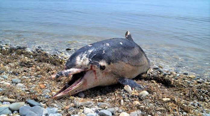entopistike nekro delfini paralia agios spyridonas lixouri Εντοπίστηκε νεκρό δελφίνι στην παραλία «Άγιος Σπυρίδωνας» στο Λιξούρι