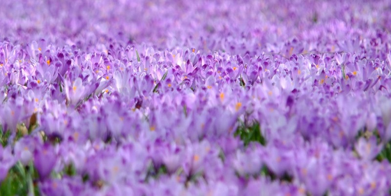 Για ένα κιλό κρόκου Κοζάνης χρειάζονται 8.500 μωβ λουλούδια