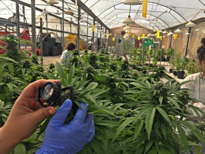 Kannabis-farmakeftiki Kannabis-farmakeftiki
