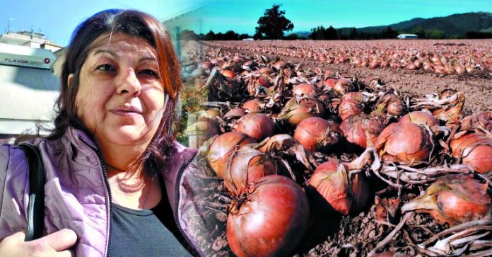agrotissa-kremydi agrotissa-kremydi