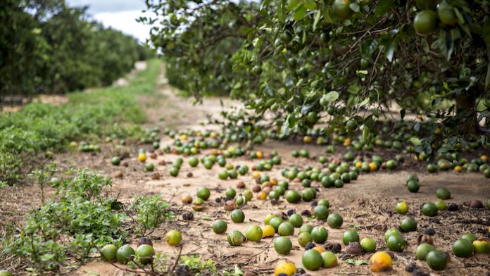 citrus