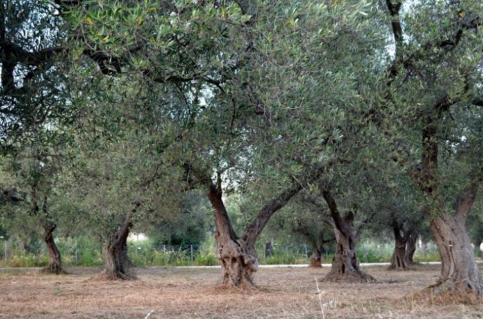 Η Μάκρη αναμένει το ΠΟΠ για το ελαιόλαδο - Ο φάκελος στην Ευρώπη Η Μάκρη αναμένει το ΠΟΠ για το ελαιόλαδο - Ο φάκελος στην Ευρώπη