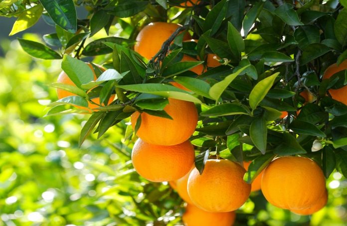 Λακωνία: Προβληματισμός και αμηχανία για τα Βαλέντσια Λακωνία: Προβληματισμός και αμηχανία για τα Βαλέντσια