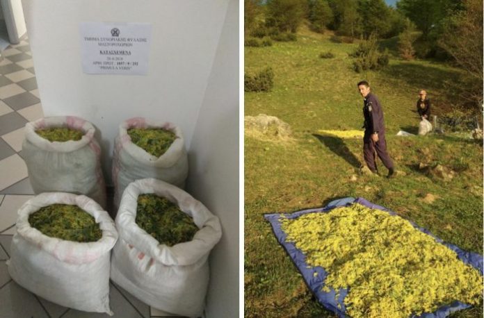Η λεηλασία των βοτάνων συνεχίζεται - Σύλληψη δυο αλλοδαπών στην Ήπειρο Η λεηλασία των βοτάνων συνεχίζεται - Σύλληψη δυο αλλοδαπών στην Ήπειρο