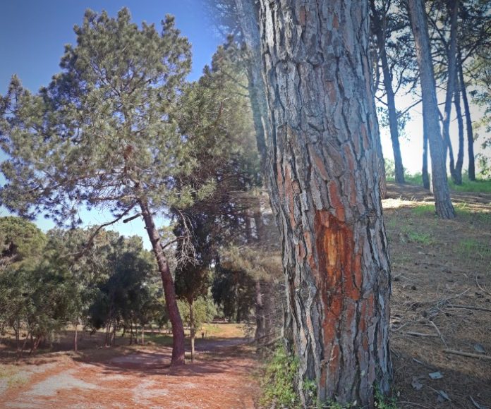 peuki-ileia Γεμάτη πολυφαινόλες η θαλάσσια πεύκη της Ηλείας, υπερτερεί και ανοίγει δρόμους καινοτομίας