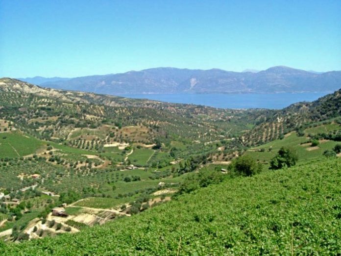 stafida-panaigialeios stafida-panaigialeios