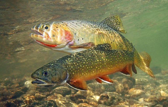 yellowstone-cutthroat-brook-trout-grand-canyon-yellowstone-86