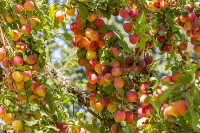 Προβληματισμός για τις τιμές στο βερίκοκο, παρά την αύξηση των εκτάσεων Προβληματισμός για τις τιμές στο βερίκοκο, παρά την αύξηση των εκτάσεων