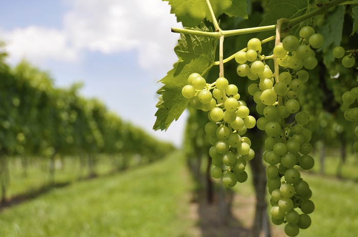 Όλα τα βήματα για την εγκατάσταση οινοποιήσιμου αμπελώνα