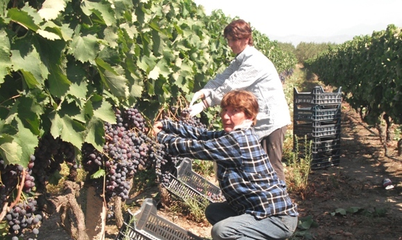 Πρώιμα, λιγότερα, καλύτερα σταφύλια έδωσε το 2016