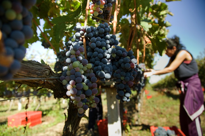 Πρώιμα, λιγότερα, καλύτερα σταφύλια έδωσε το 2016
