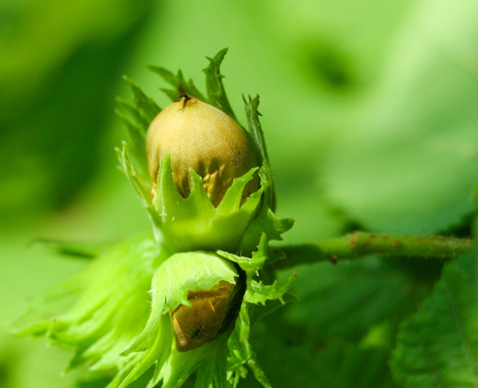 Ανάγκες λίπανσης των ακρόδρυων