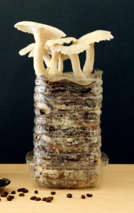 manitaria-kalliergeia-pleurotous-leuka manitaria-kalliergeia-pleurotous-leuka