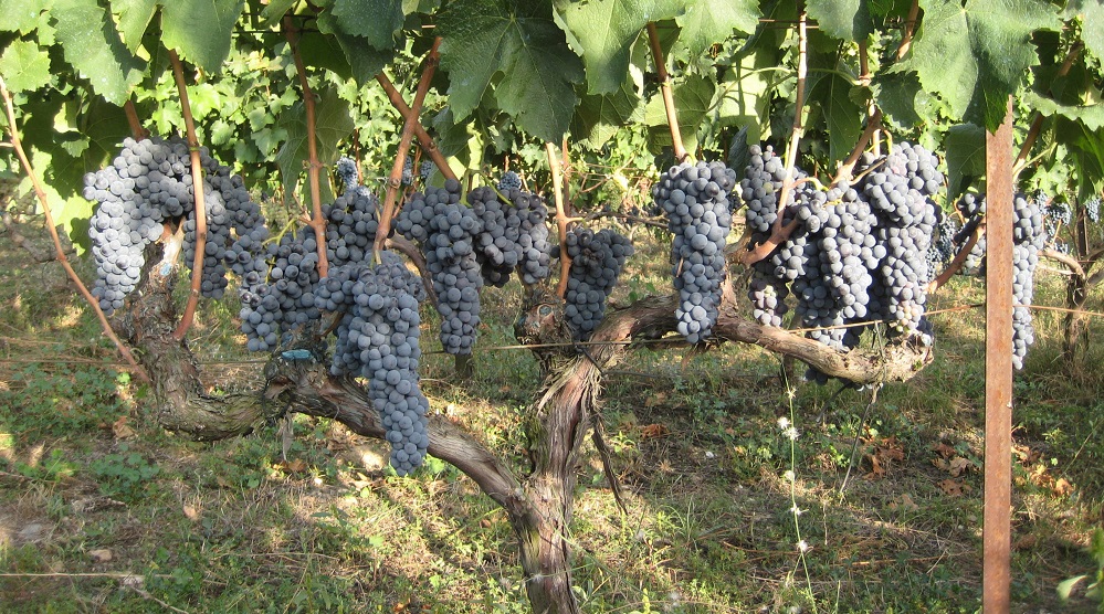 Το Αμπέλι: Πολιτισμός και Οικονομία