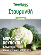 Σταυρανθή: Καινοτομία και σύγχρονες πρακτικές