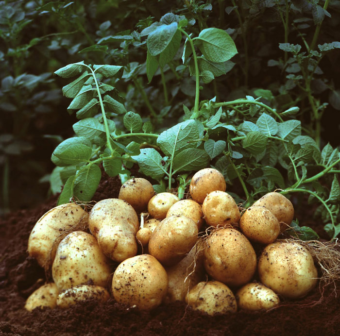 kalliergeia-patatas-prakrtikes-simvoules