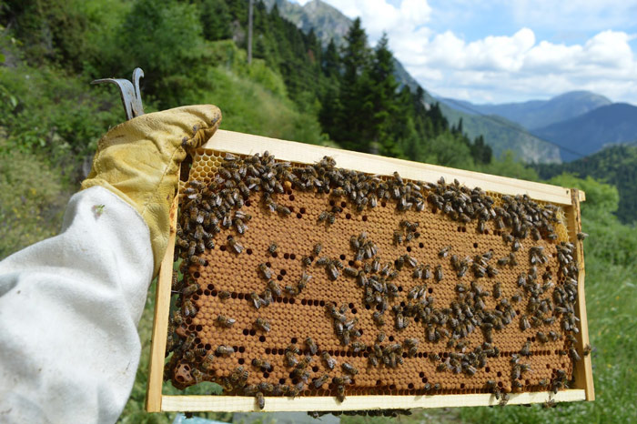  Δυναμικός κλάδος για ανάπτυξη η ελληνική μελισσοκομία 