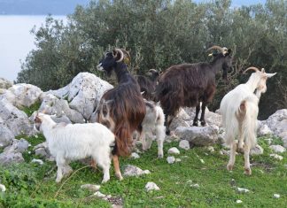 Μέτρα στήριξης της κτηνοτροφίας στο Πρόγραμμα Αγροτικής Ανάπτυξης (ΠΑΑ) 2014-2020