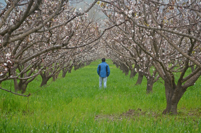 Οδηγός για τα οπωροφόρα, τα ακρόδρυα και τους ελαιώνες. Βασικές οδηγίες για τη σωστή εγκατάσταση και φύτευση των δέντρων και όλες οι καλλιεργητικές τεχνικές που πρέπει να γνωρίζετε.