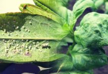 Βιολογική φυτοπροστασία σε θερμοκηπια: «Οφέλιμα» έντομα καταπολεμούν τους εχθρούς