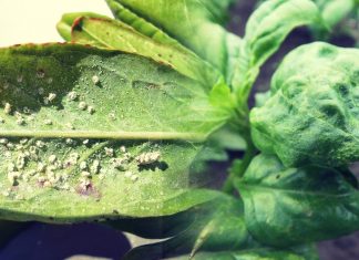 Βιολογική φυτοπροστασία σε θερμοκηπια: «Οφέλιμα» έντομα καταπολεμούν τους εχθρούς