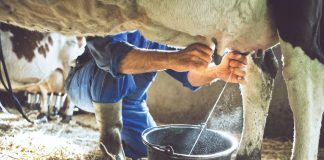 Βέλτιστες πρακτικές στις εκτροφές γαλακτοπαραγωγών ζώων