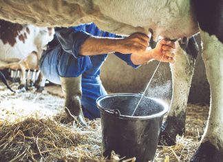 Βέλτιστες πρακτικές στις εκτροφές γαλακτοπαραγωγών ζώων