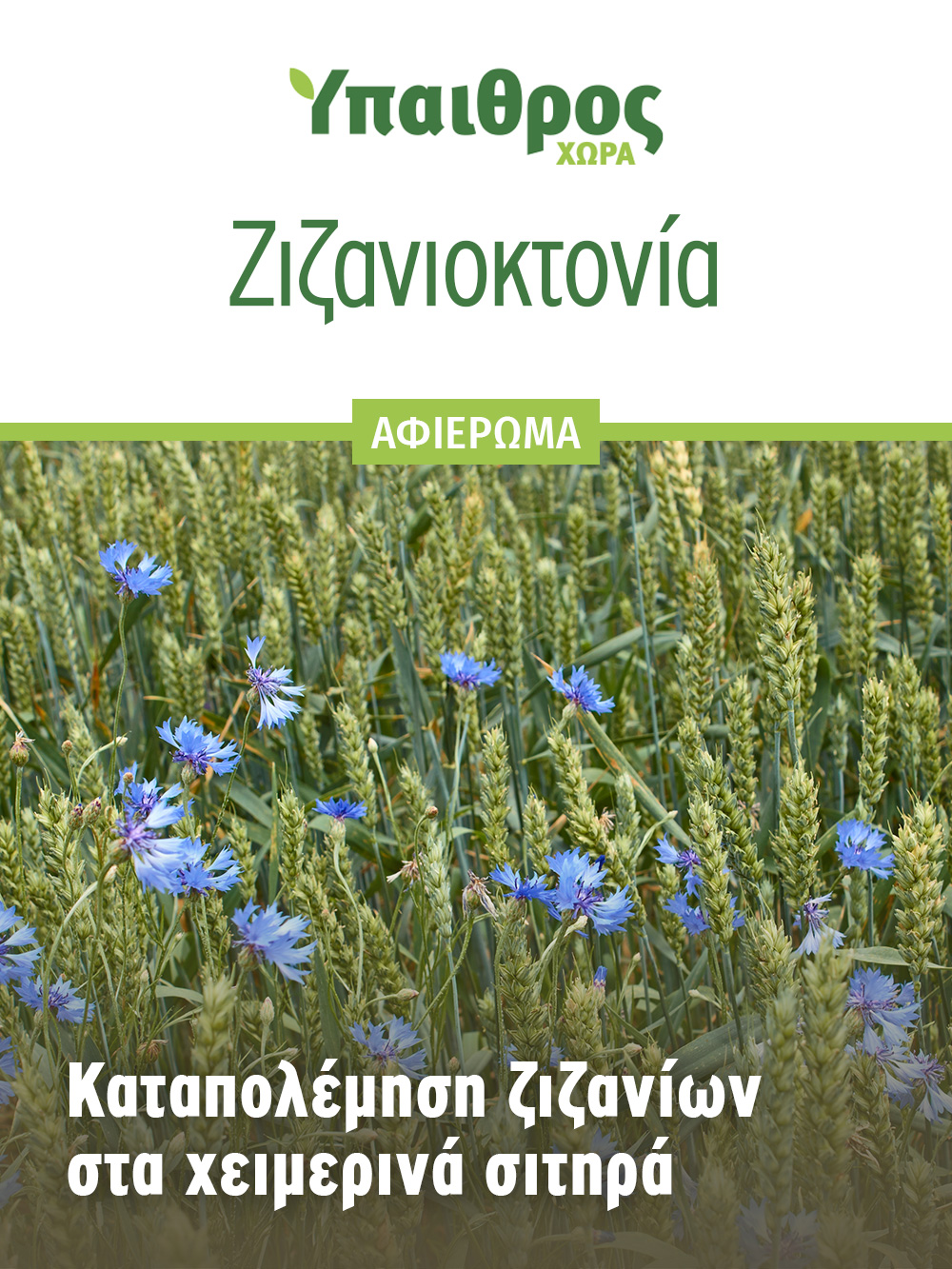afieroma-zizanioktonia-3014
