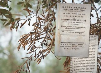 xylella-fastidiosa