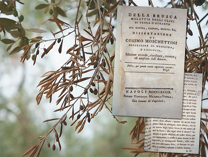 mysteries-of-xylella-fastidiosa-473