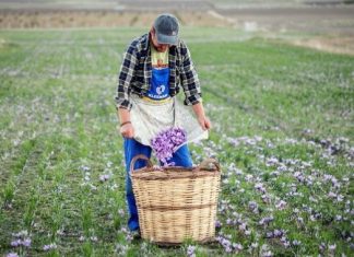 Saffron from Kozani becomes the gold youth elixir and brings surplus value