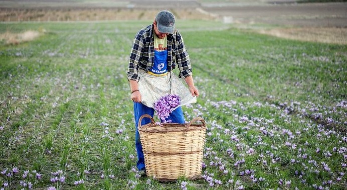 saffron-from-kozani-becomes-the-gold-youth-elixir-and-brings-surplus-value-548