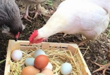 Innovative exploitation of meat from egg-production chickens