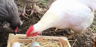 Innovative exploitation of meat from egg-production chickens