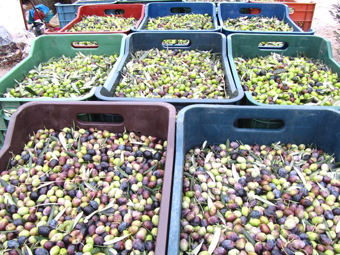 new-awards-for-the-olive-oil-medicine-from-agioi-theodoroi-584