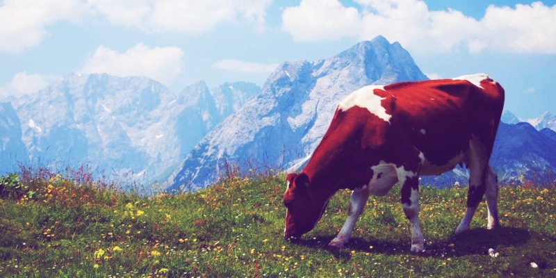 Agricultural Cooperatives in Ireland produce dairy products worth 13 billion euro Agricultural Cooperatives in Ireland produce dairy products worth 13 billion euro
