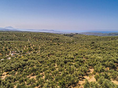 messinia-innovative-tool-ensures-comprehensive-plant-protection-in-olive-oil-production-1234