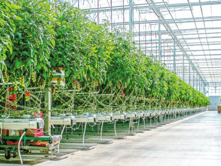 dss-for-horticultural-crops-the-innovative-software-that-freed-the-hands-of-greenhouse-vegetable-producers-in-crete-1205