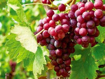 with-proper-guidance-biostimulants-can-give-producers-freedom-to-act-1271
