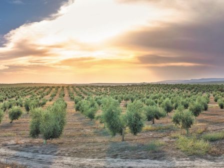 much-better-oil-a-project-nearing-completion-that-transformed-the-fight-against-olive-anthracnose-1267