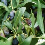 Τεράστιες ζημιές στους ελαιώνες της Λοκρίδας από το χαλάζι