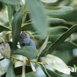 Τεράστιες ζημιές στους ελαιώνες της Λοκρίδας από το χαλάζι