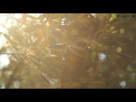 oliveoil-id-isotopikos-prosdiorismos-tis-geografikis-proelefsis-tou-elaioladou-ypaithrostv-2648