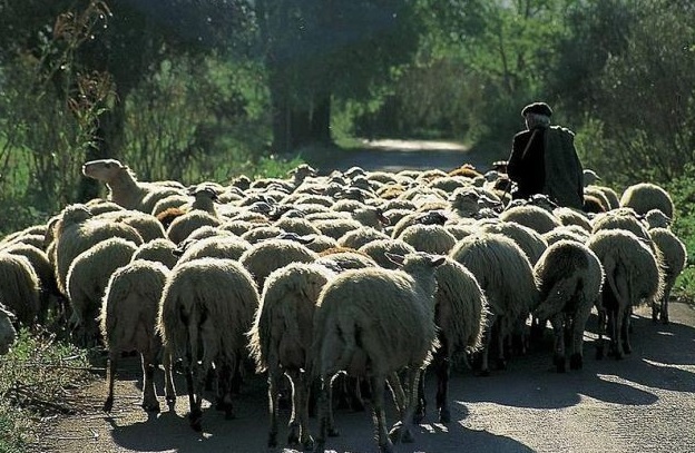 Ημερίδες για την εκτατική κτηνοτροφία στην Κρήτη