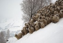Πώς να προστατέψετε τα ζώα σας από το χιόνι