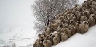 Πώς να προστατέψετε τα ζώα σας από το χιόνι