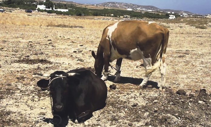 Συμβουλές από τη ΔAOΚ της ΠΑΜ-Θ μετά τo κρούσμα Οζώδους στην Τουρκία