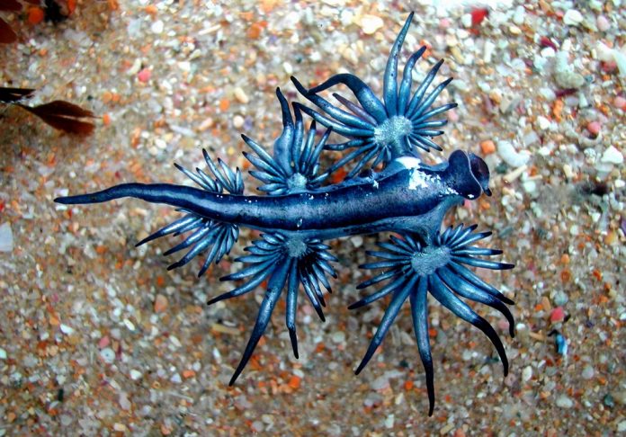 Glaucus Atlanticus Ο σπάνιος και... θανατηφόρος Μπλε Δράκος