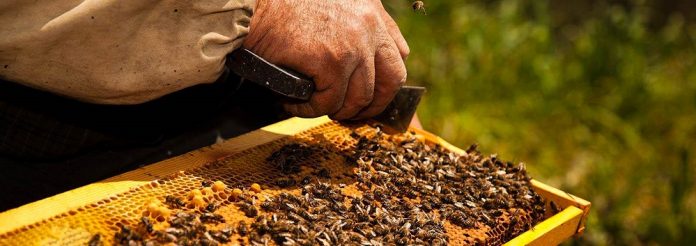 Honey Fest Και το μέλι έχει τη γιορτή του: 7ο Φεστιβάλ Ελληνικού Μελιού
